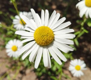 秋田市の公園で、風に揺らぐフランスギクの群生が見られます。