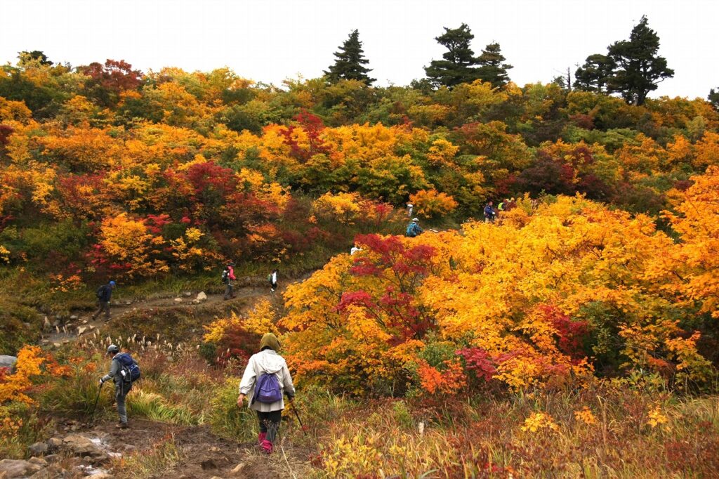 栗駒山(くりこまやま)は、東北地方の3県にまたがる山で、秋になると山肌が赤や黄色、オレンジ、緑の鮮やかな色彩に包まれます。