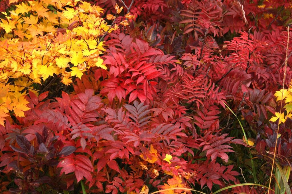 真っ赤な黄色や赤の紅葉が山を染め美しい光景が広がります