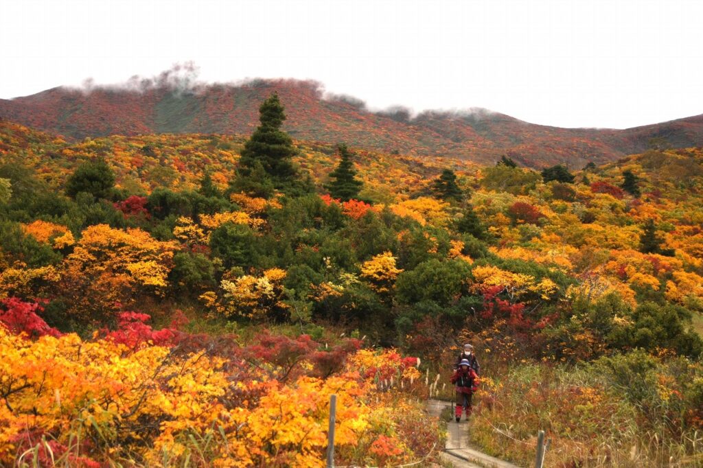 下山して見渡す栗駒山の紅葉。登りの時は上を見て進むため、時々、後ろを見渡す余裕が必要?
