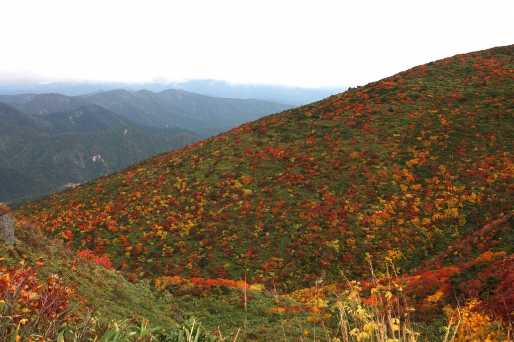 栗駒山の見所の一つは、山肌一面の“神の絨毯”