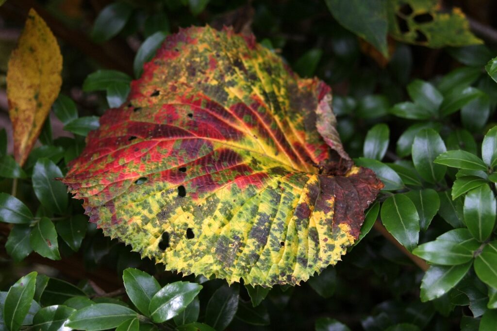 栗駒山は落葉した葉っぱも美しい。世界に一つしかない紅葉の美の世界!にあなたも出会えるかもしれない