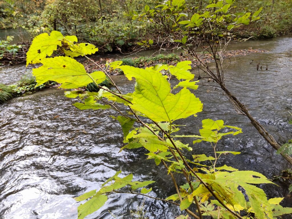 有名な観光地の奥入瀬渓流の秋。10月に入ると紅葉が目立つようになる。秋田・青森両県の十和田湖から流れる川が奥入瀬渓流を作る。滝、川、岩、コケ、手つかずの自然、紅葉が美しい。