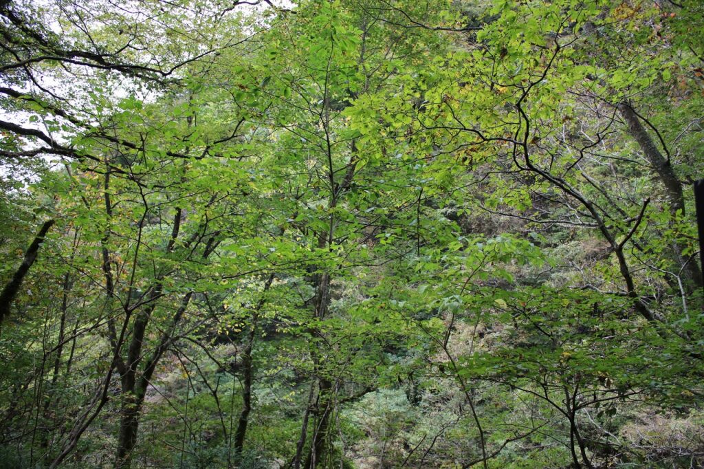 秋田県仙北市を代表する紅葉名所のひとつが、抱返り渓谷（だきがえりけいこく）です。紅葉の見頃は10月下旬から11月上旬ごろ。