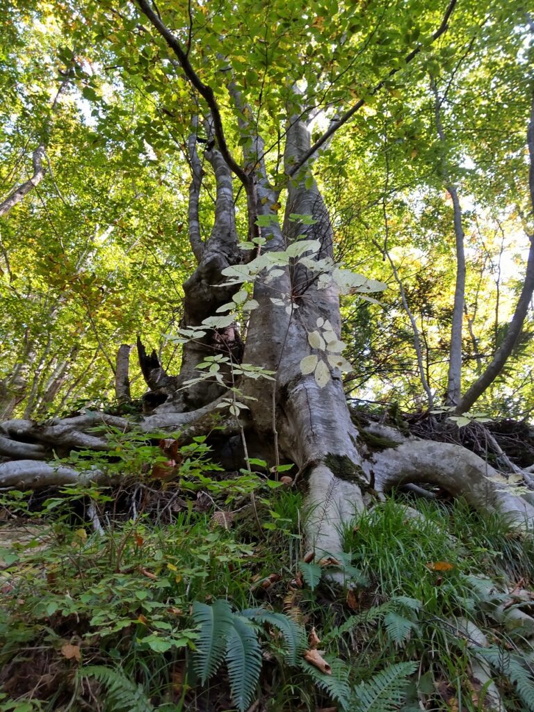 女滝沢森林浴遊歩道の中で見つけた巨木。大地にずっしりと根をおろし、深い雪の中でも耐え抜いてきた年月を感じ感動を覚えます