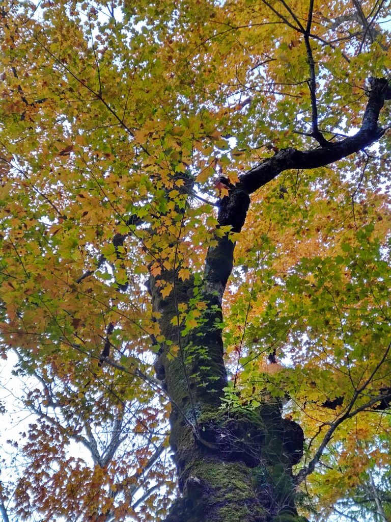 奥入瀬渓流の樹木も自然のまま。イタヤカエデ、トチノキ、さわぐるみなど、三八上北森林管理署が木にネームプレートをつけている。